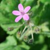 Erodium malacoides